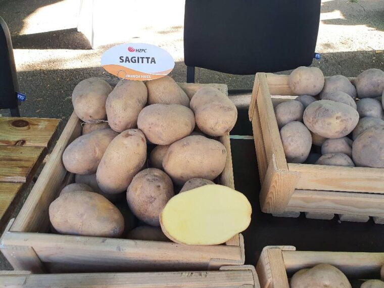 sagita-760x570