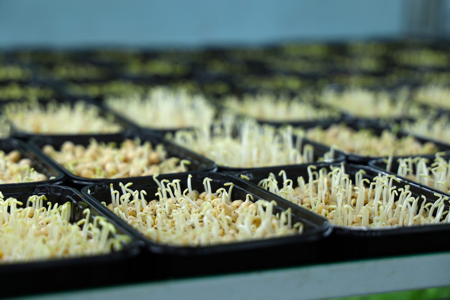 mikrogreenua1-1536x1024