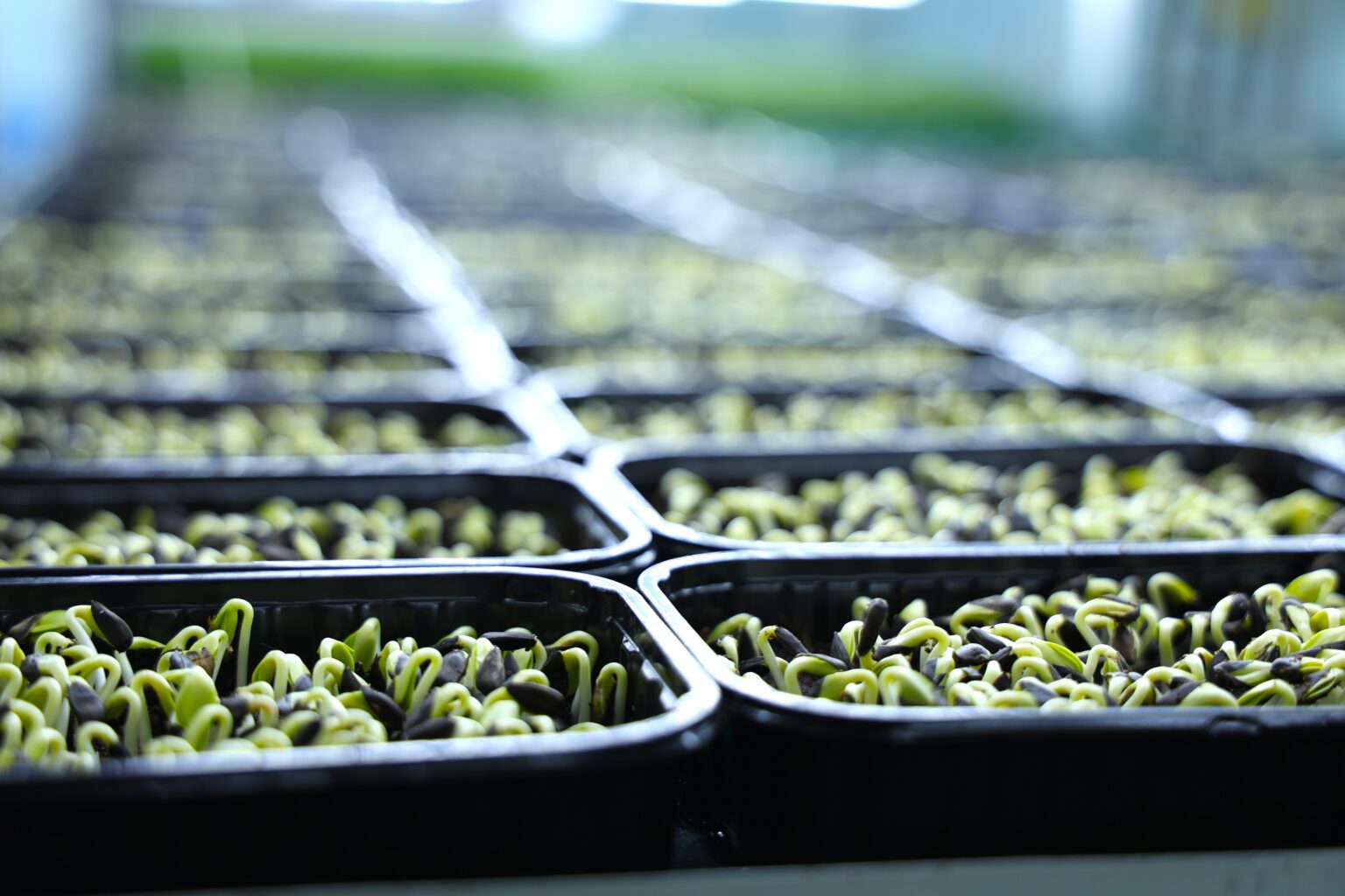 mikrogreenua2-1536x1024