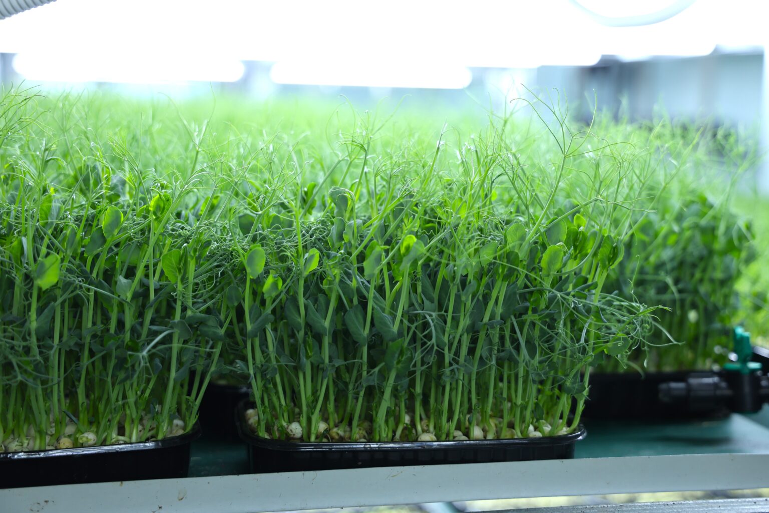 mikrogreenua3-1536x1024