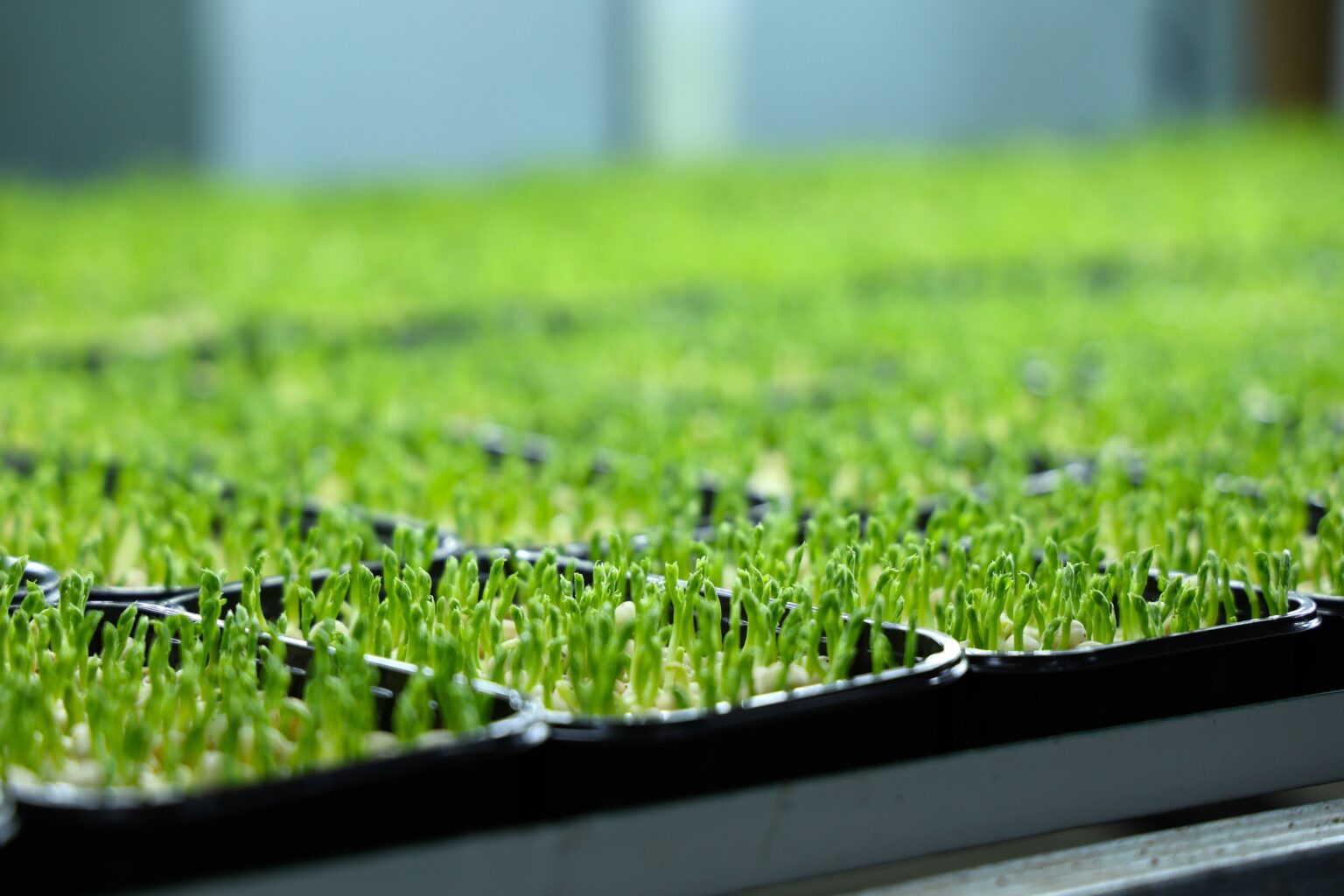 mikrogreenua4-1536x1024